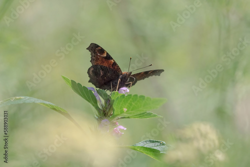A Admiral buttterfly with a dreamy background photo