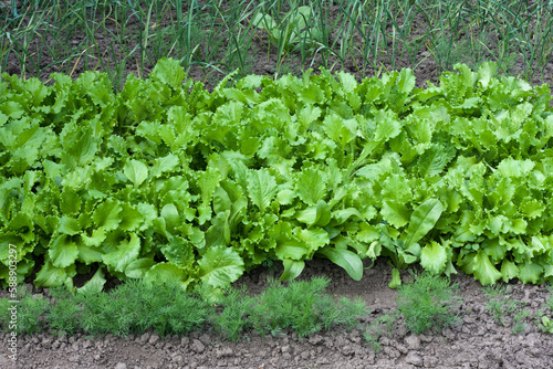 Young lettuce, green onions, dill growing in garden. Spring farming. Growing organic vegetables and herbs in kitchen garden.