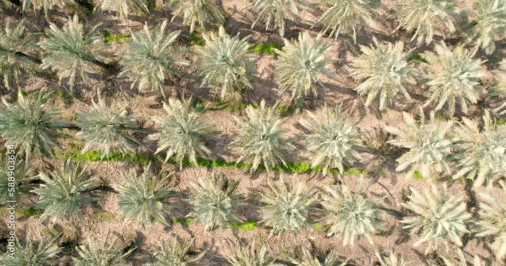 Aerial view of a palm trees ,Dganya, sea of Galilee, Israel. Aerial view of a palm trees ,Dganya, sea of Galilee, Israel.