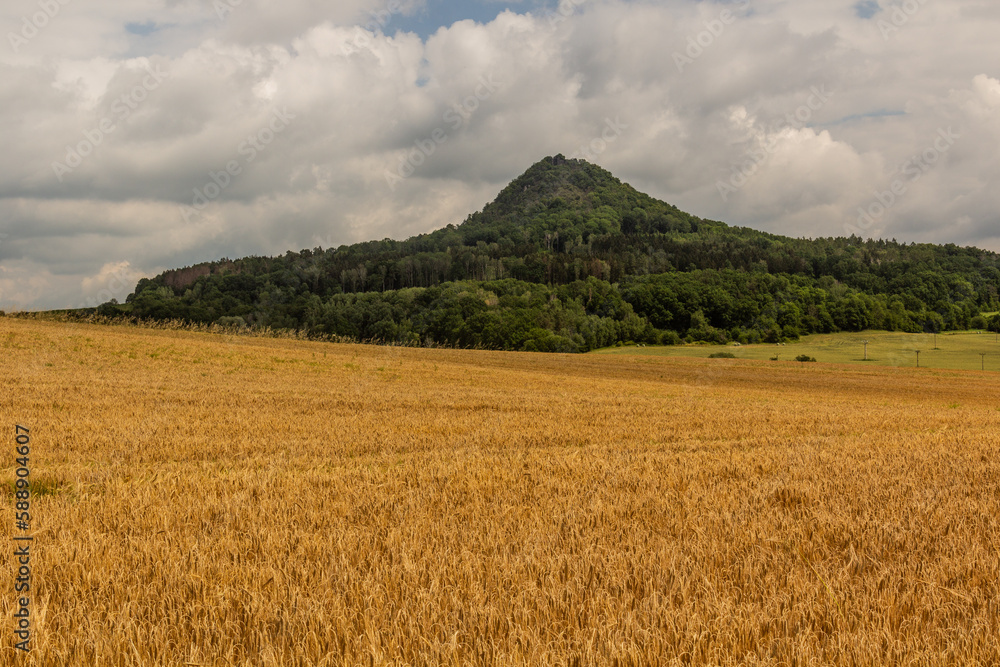 Rye field in front of Ronov hill, Czech Republic