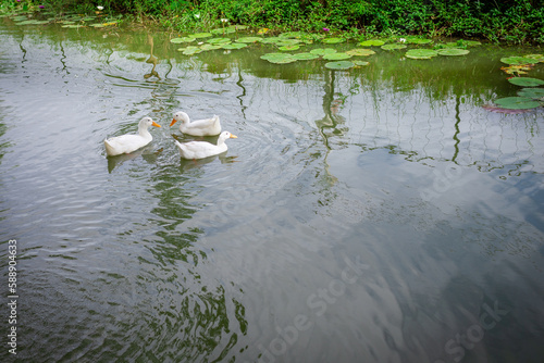 Three white ducks float and play in the pond with lotus leaves in the pond