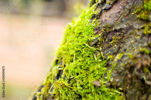Green moss growing on the tree.