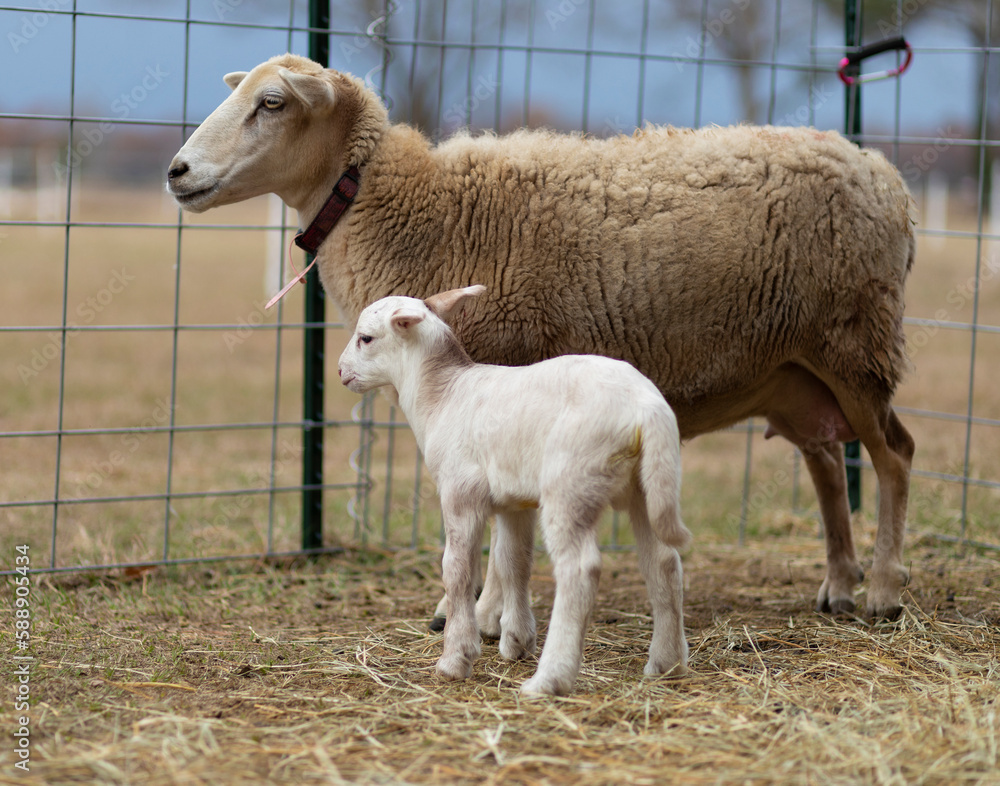 Brown sheep ewe with a very young lamb Brown sheep ewe with a very young lamb