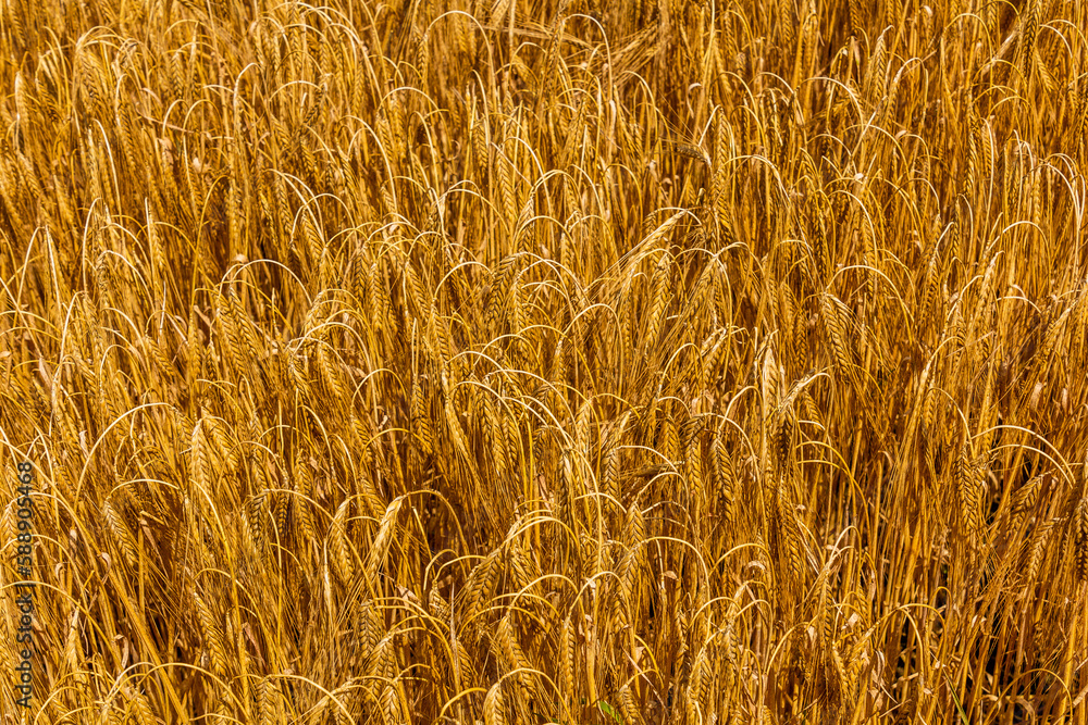 Detail of a field of ripe rye