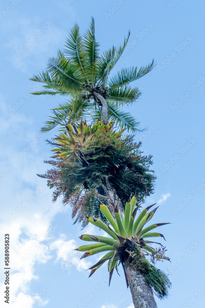 parasitic plant grows at a huge palm tree parasitic plant grows at a huge palm tree