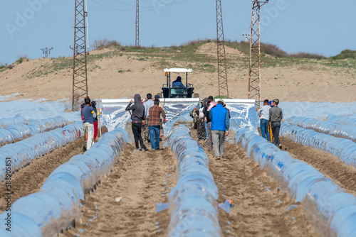 Fototapeta Naklejka Na Ścianę i Meble -  Field sowing time, farmers and farm workers applying nylon greenhouse for watermelon