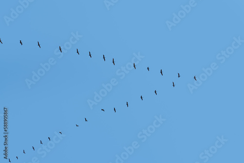 migratory birds in travel position at the blue sky