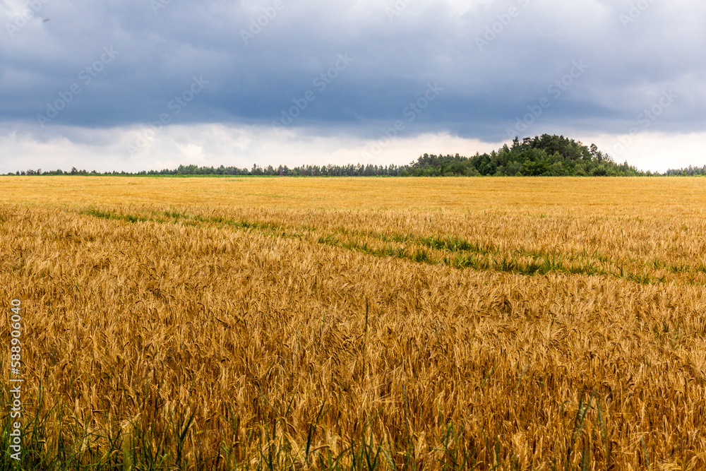 Cereal field in the Czech Republic