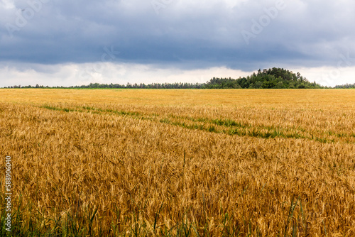 Cereal field in the Czech Republic © Matyas Rehak