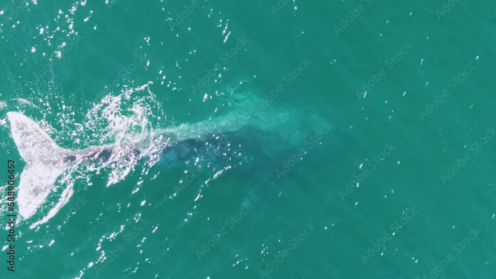 BUZZARDS BEACH EAST CAPE BCS MEXICO2023 A Shark Swimming In The Ocean