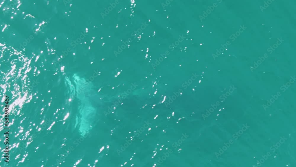 BUZZARDS BEACH EAST CAPE BCS MEXICO2023 There Is A Shark Swimming In