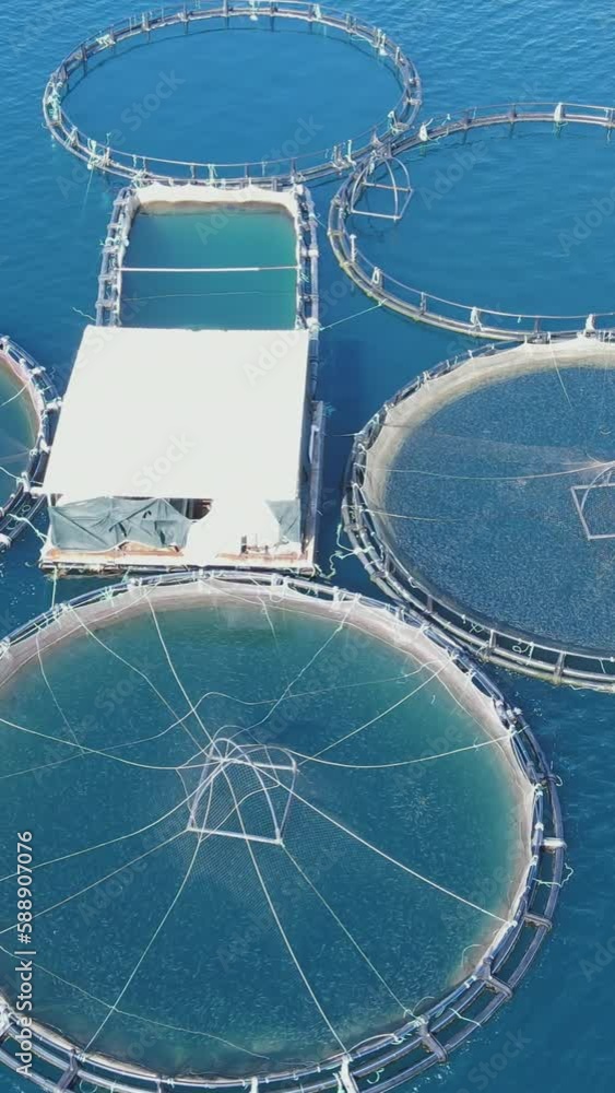 Fish farm in sea bay, aerial view. Drone flies around underwater cages. vertical footage Fish farm in sea bay, aerial view. Drone flies around underwater cages. vertical footage