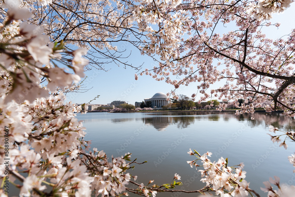 Fototapeta premium Cherry blossoms in Washington D.C