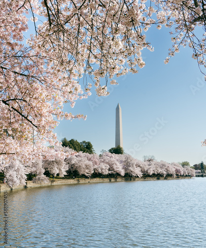 Cherry blossoms in Washington D.C