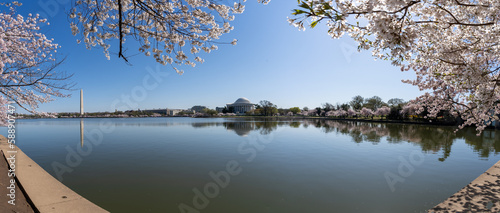 Cherry blossoms in Washington D.C photo