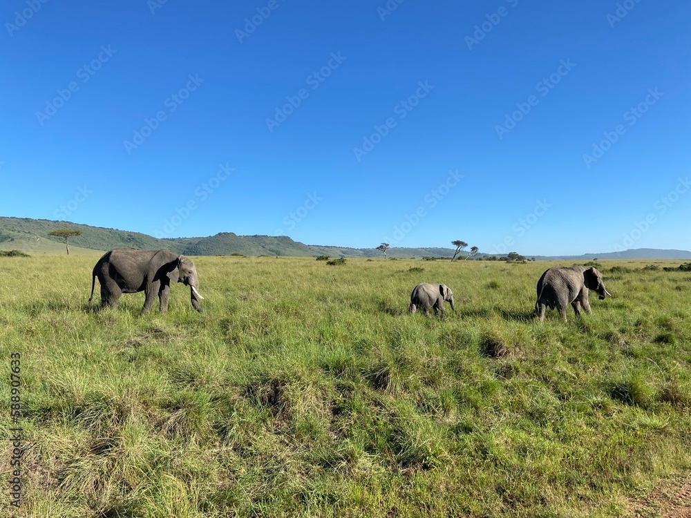 herd of elephants 