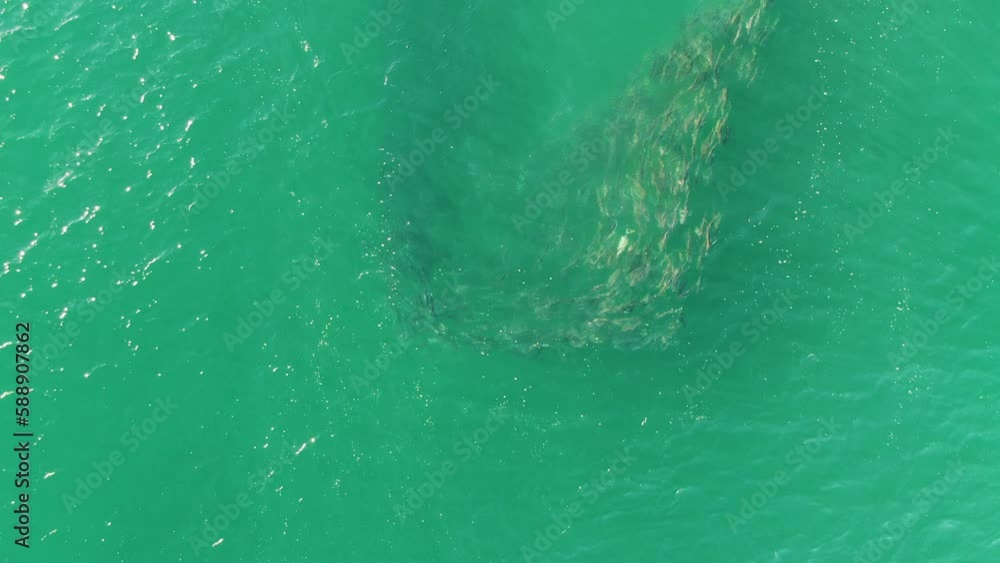 Vidéo Stock BUZZARDS BEACH EAST CAPE BCS MEXICO2023 A Large Shark