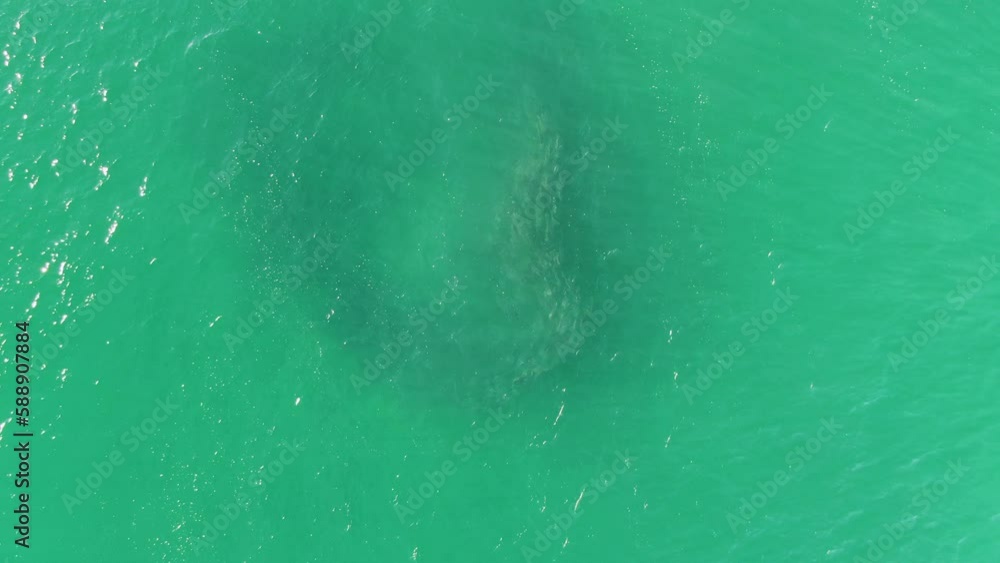 BUZZARDS BEACH EAST CAPE BCS MEXICO2023 An Aerial View Of A Shark