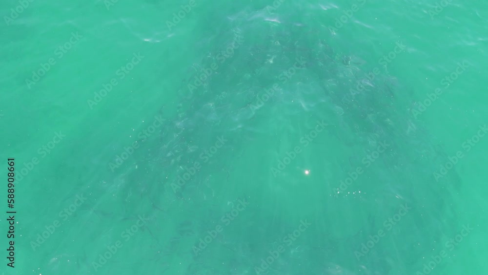 BUZZARDS BEACH EAST CAPE BCS MEXICO2023 There Is A Shark Swimming In