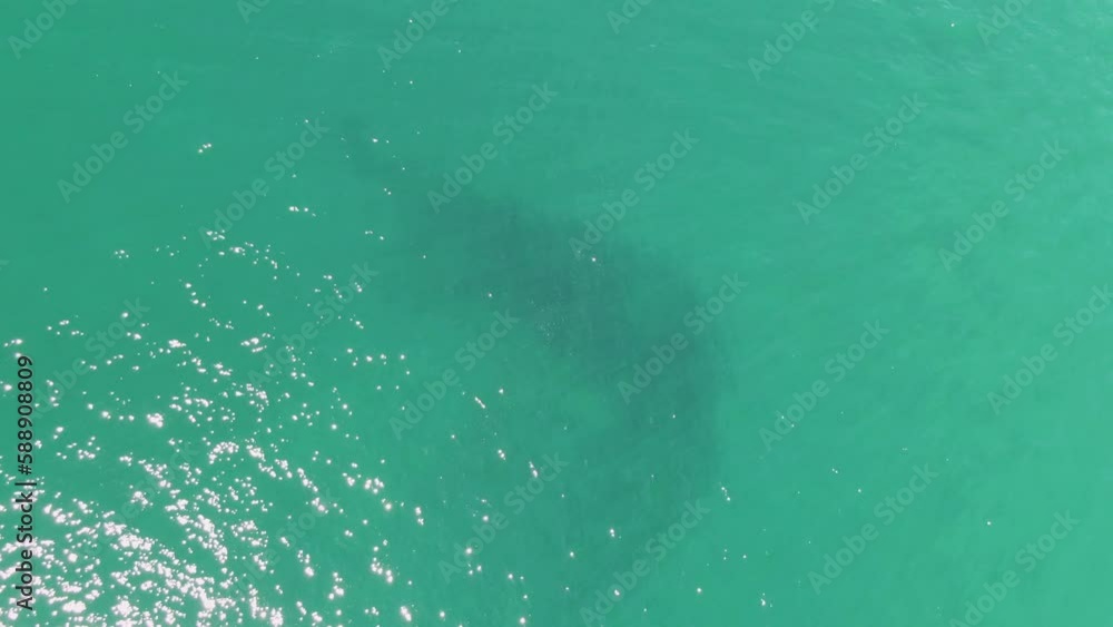 BUZZARDS BEACH EAST CAPE BCS MEXICO2023 There Is A Shark Swimming In