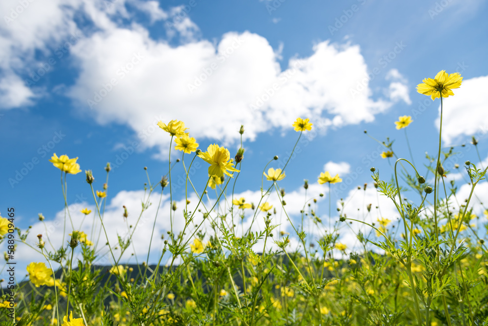 Beautiful meadow with fresh grass and yellow flower in nature against blurry blue sky with clouds, spring, summer, perfect natural landscape.