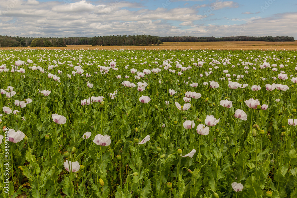 Field of poppy in the Czech Republic