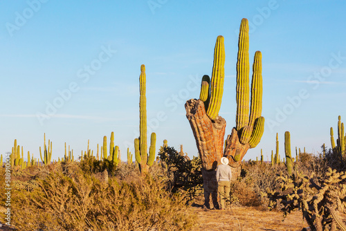 Cactus in Mexico