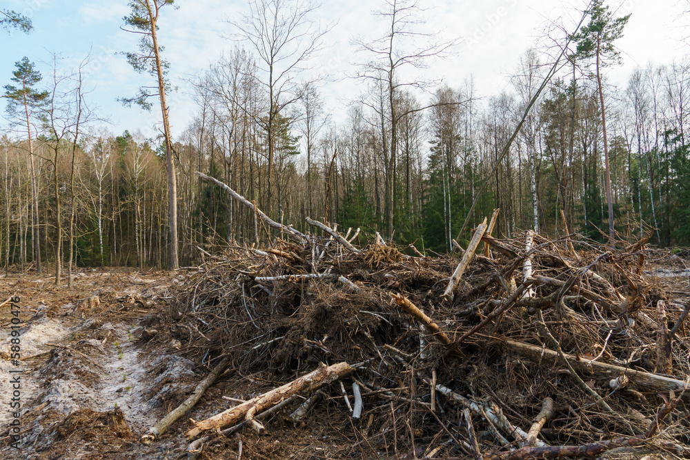 Cutting down trees. Deforestation and harvesting of wood for import. A lifeless field after cutting down trees. Forest summer landscape. Cutting down trees. Deforestation and harvesting of wood for import. A lifeless field after cutting down trees. Forest summer landscape.