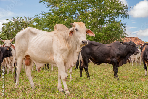 VACA BRANCA NO PASTO NA ROCA