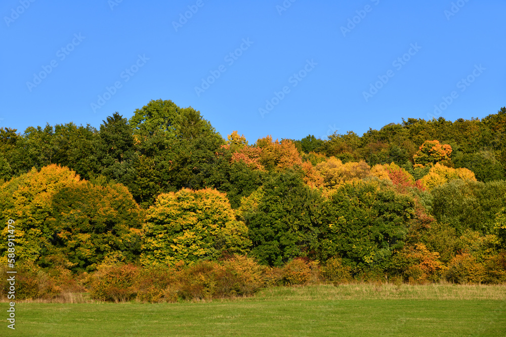 Bäume im Wald mit toller Herbstfärbung