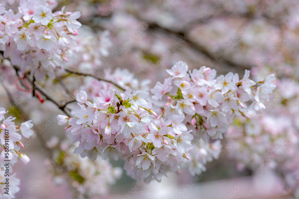 Selective focus of branches white pink Cherry blossoms on the tree under blue sky and sun, Beautiful Sakura flowers in spring season in the park, Floral pattern texture, Nature wallpaper background.