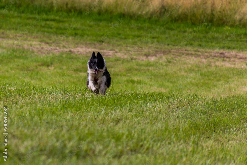 Collie breed dog running on a meadow Collie breed dog running on a meadow