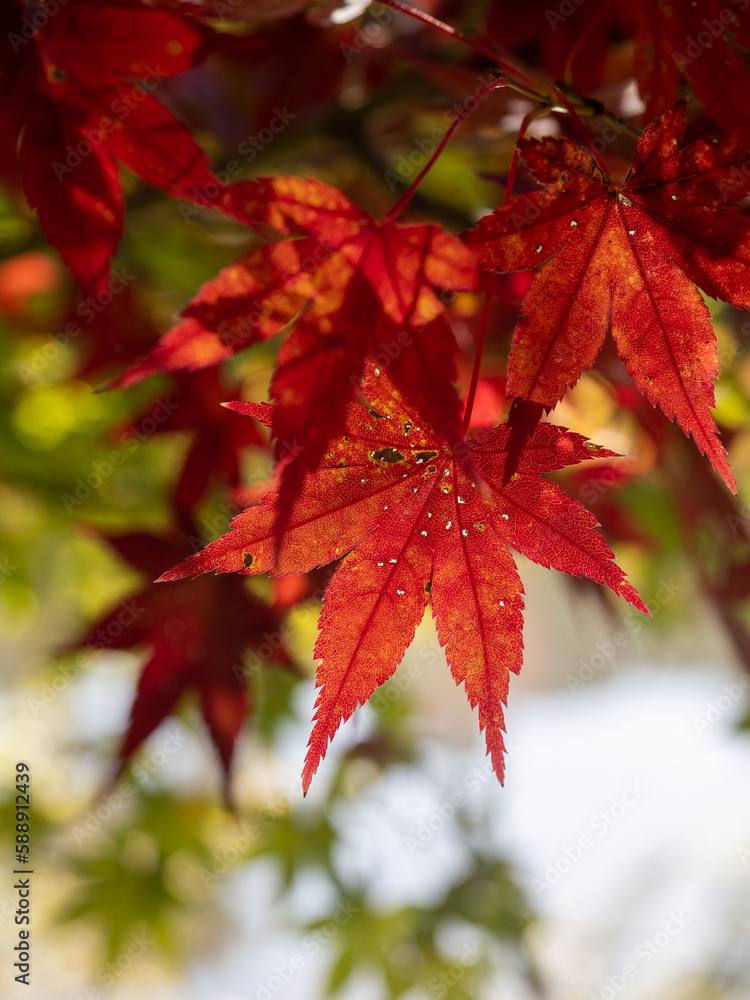 Close-up shot of red Japanese maple leaves on a branch in fall