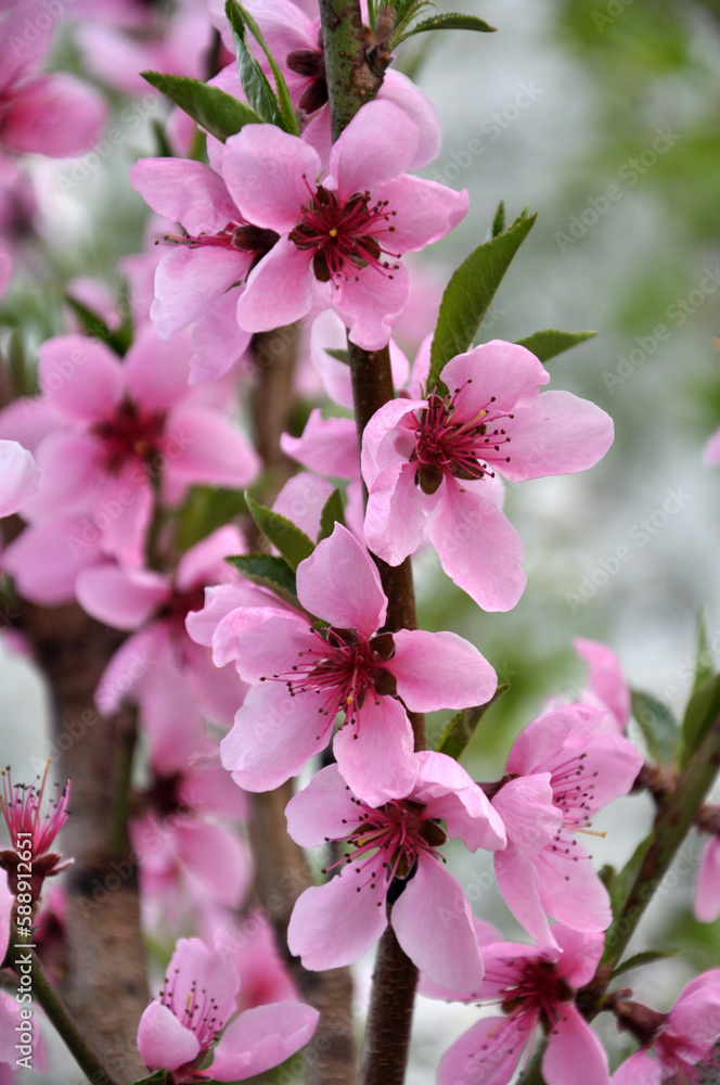 A peach blossoms on a tree branch A peach blossoms on a tree branch