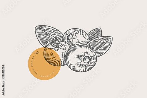 Three blueberries and leaves in vintage engraving style. Vector illustration on a light background.