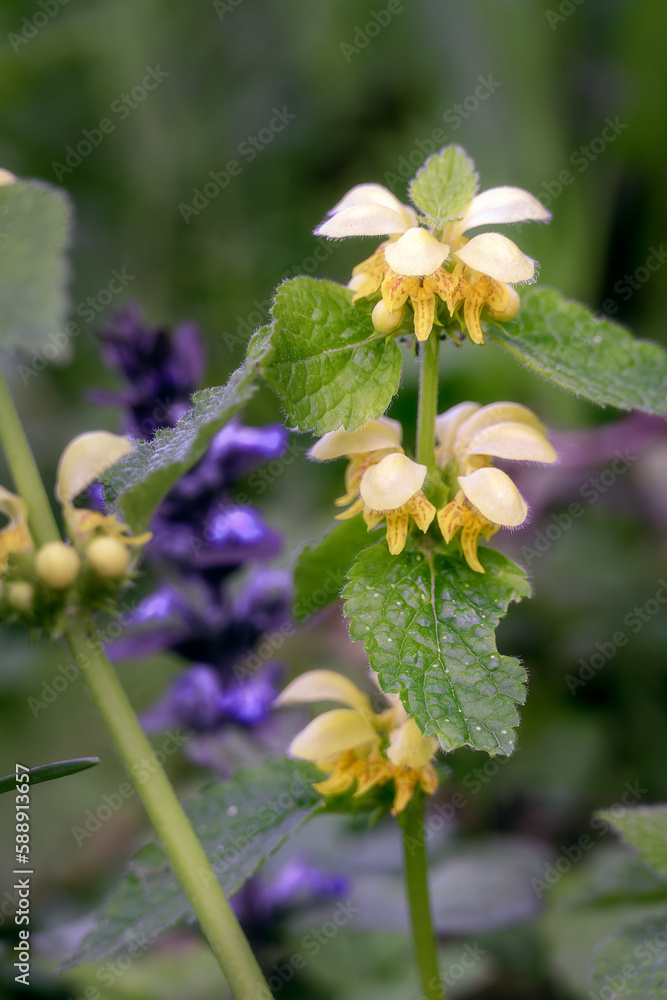 Lamium galeobdolon or yellow dead nettles in spring, close up Lamium galeobdolon or yellow dead nettles in spring, close up