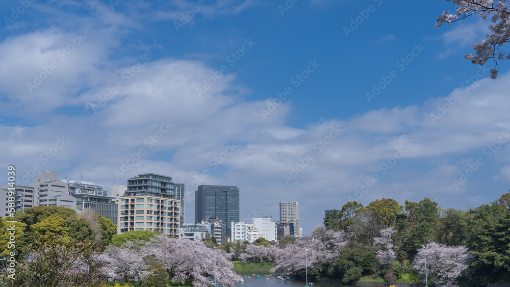 Fototapeta premium 【東京都】春の桜と千鳥ヶ淵・ボート場