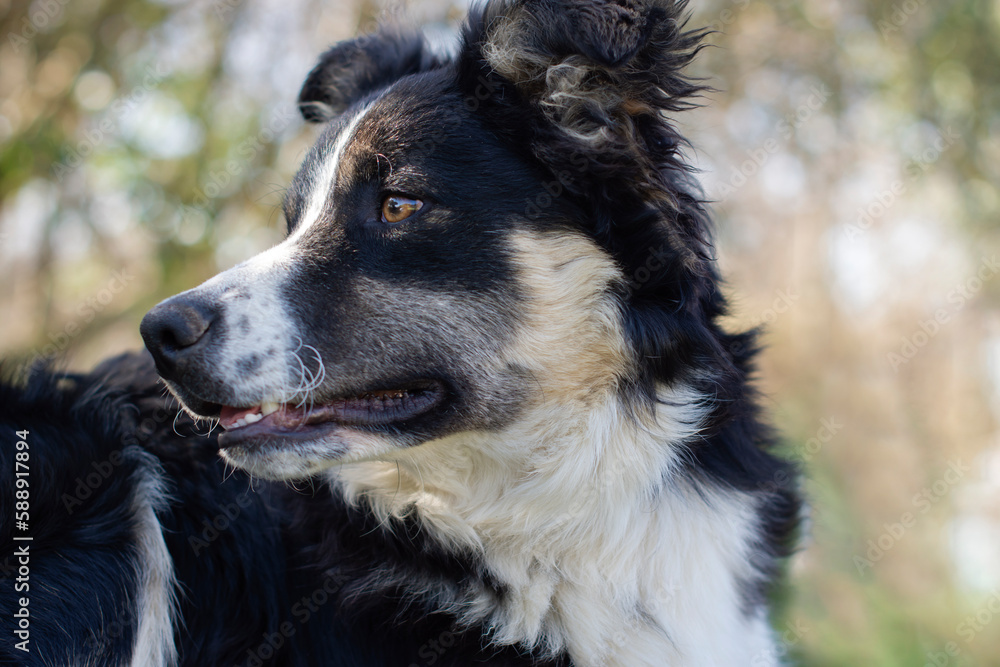 Portrait of a lovely puppy dog border collie 