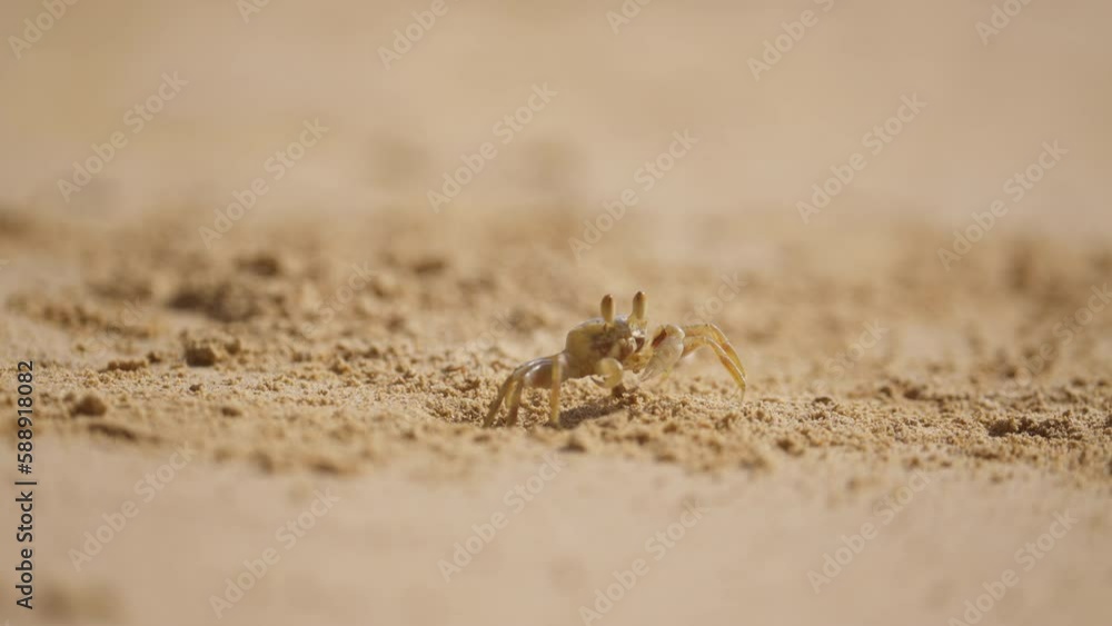 Close-up Of Small Crab Feeding On A Beach Close-up Of Small Crab Feeding On A Beach