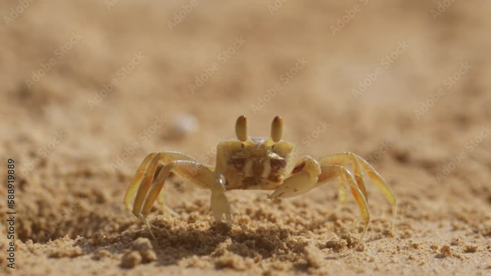 Crab Feeding And Emerging From Sand Burrow Crab Feeding And Emerging From Sand Burrow