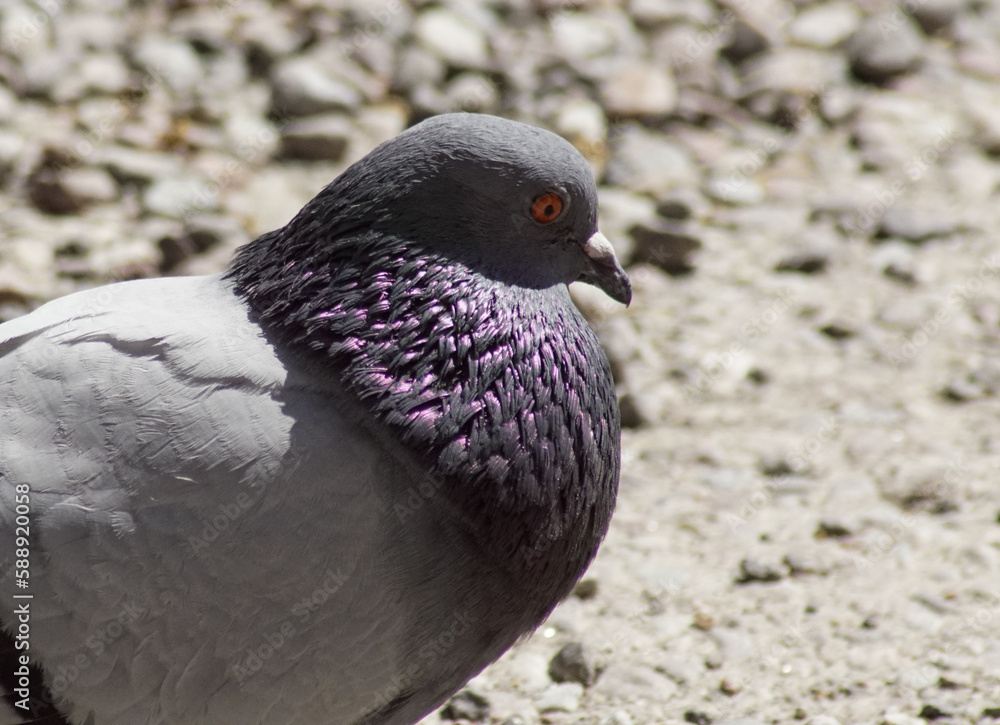 Obraz premium pigeon on the ground