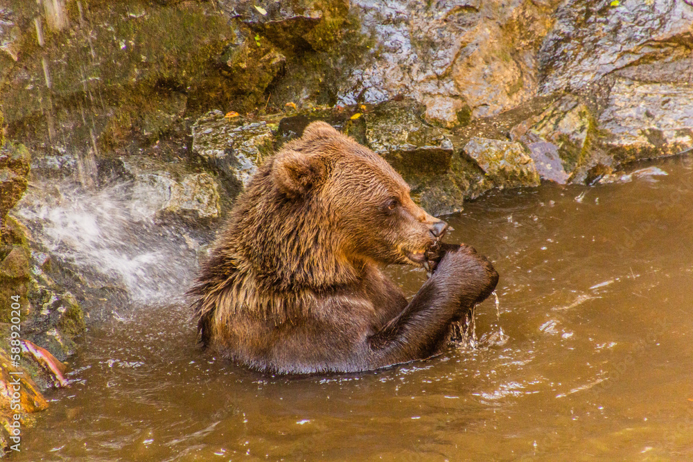 Bear in the moat of Cesky Krumlov castle, Czech Republic Bear in the moat of Cesky Krumlov castle, Czech Republic