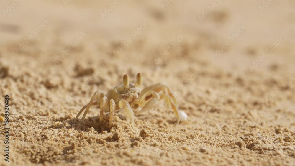 Small Crab Scavenging On Sandy Beach Small Crab Scavenging On Sandy Beach