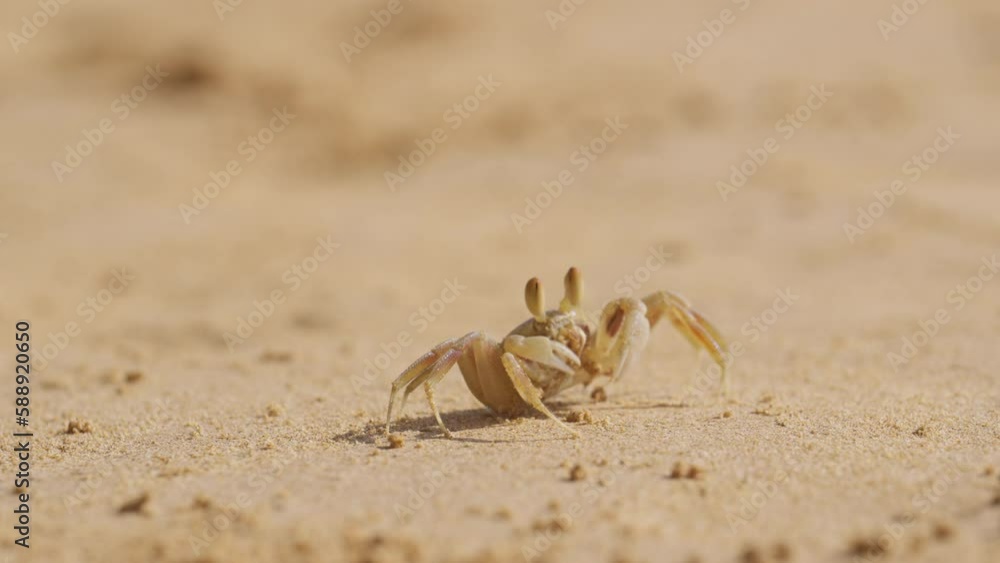 Close-up Of A Small Crab Feeding On A Thai Tropical Beach Close-up Of A Small Crab Feeding On A Thai Tropical Beach