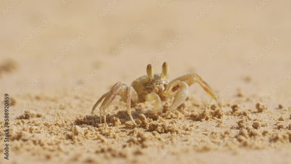 Close-up Of A Crab Chewing And Crawling On Sand Close-up Of A Crab Chewing And Crawling On Sand