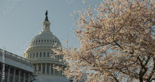 U.S. Capitol Dome With Flowering Cherry Blossom Tree In Foreground, Washington D.C., U.S.A. photo