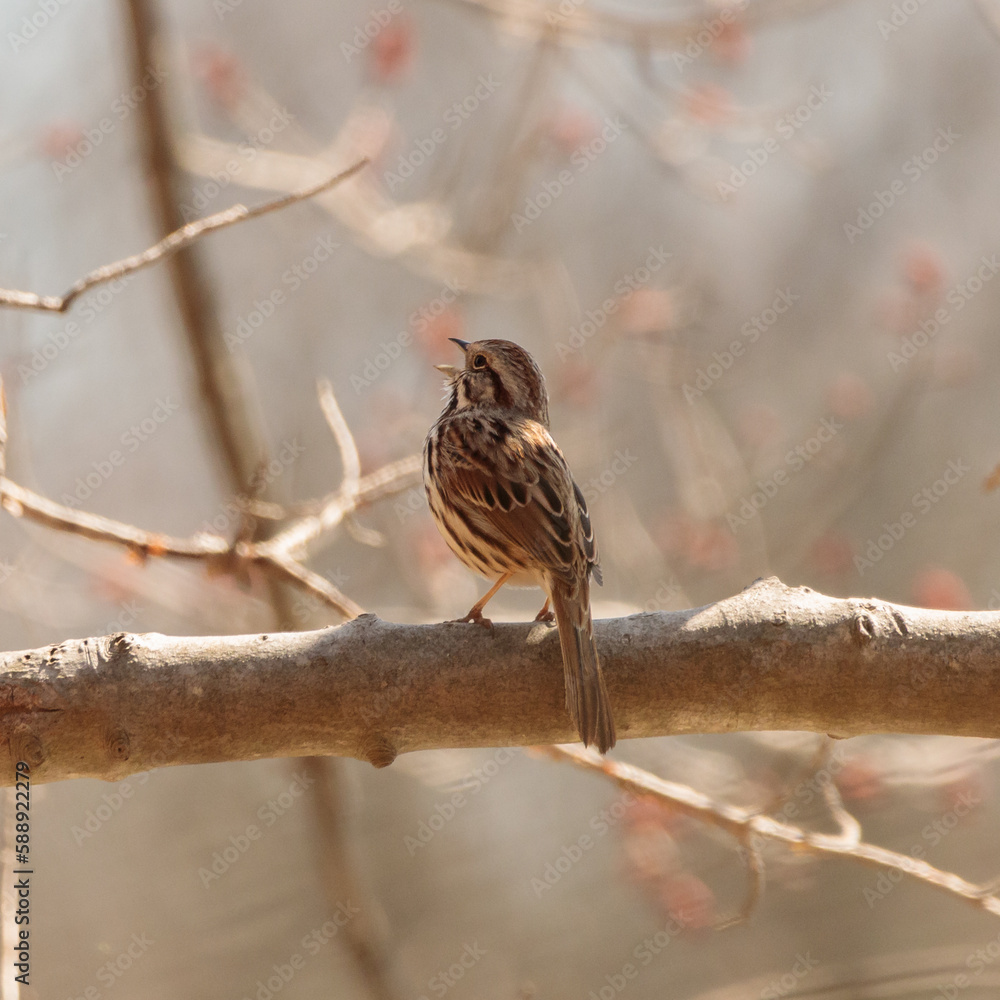 A song sparrow (melospiza melodia) perched on a branch singing A song sparrow (melospiza melodia) perched on a branch singing