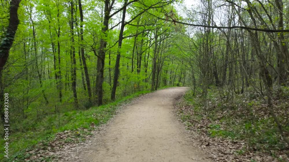 Forest. Net zero carbon or carbon neutrality concept. international day of forests. Forest. Net zero carbon or carbon neutrality concept. international day of forests.