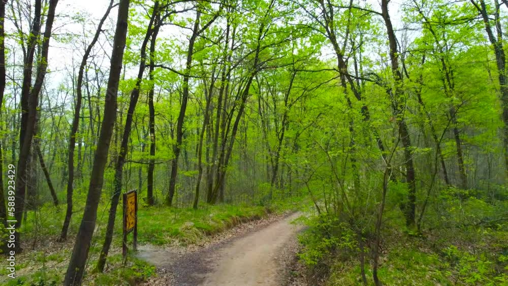 Forest in spring. Green forest in springtime. Walking path in forest. Net zero carbon or carbon neutrality concept. international day of forests. Drone view. Low altitude flight Forest in spring. Green forest in springtime. Walking path in forest. Net zero carbon or carbon neutrality concept. international day of forests. Drone view. Low altitude flight