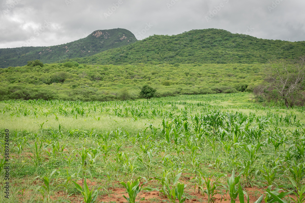 Obraz premium maize and bean plantation. family farming